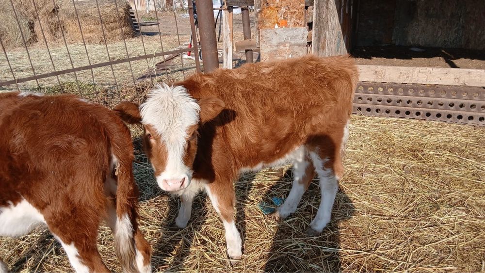 Ургашы басбактар сатылады