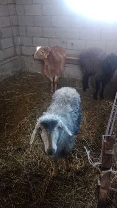 Ұрғашы үш тоқтылар сатылады