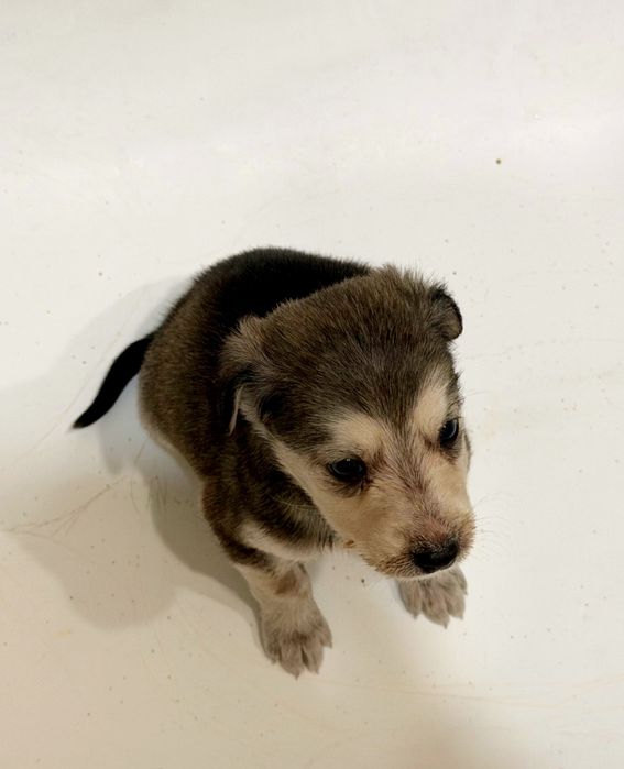 Продам щенка маленького