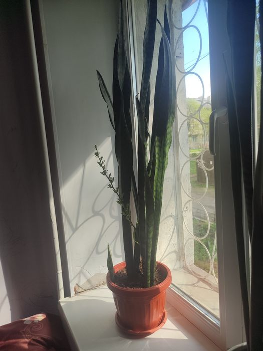 Домашние  комнатные цветы