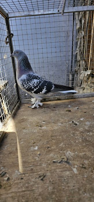 Голуби такла на продажу