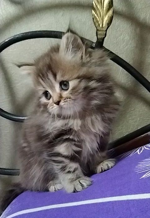 Шотландская прямоухая. Хайленд.