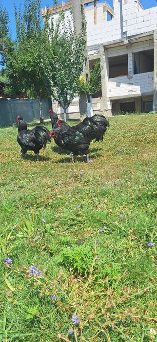 Vând puicii de austrlorop și cocoși