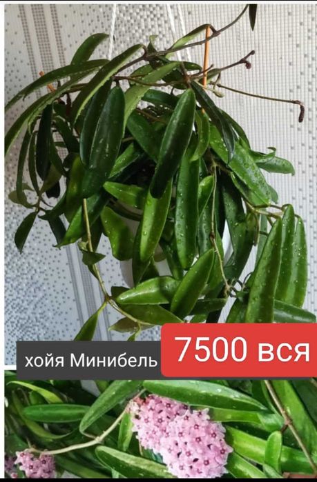 Продам от 3000т и меньше филодендроны