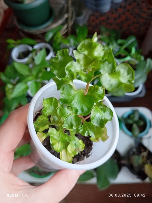 Отростки комнатных растений