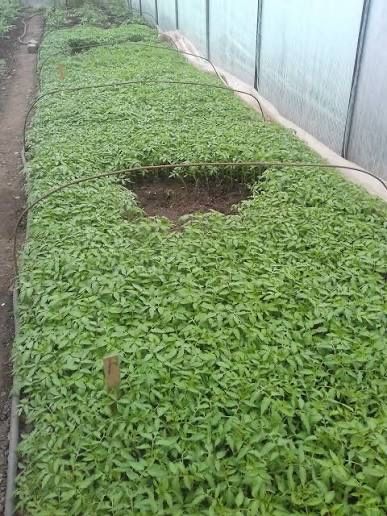 Разсад Домати Краставици