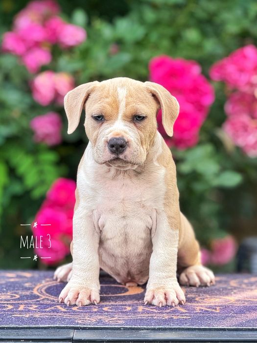 Amstaff mascul rasă pură cu pedigree