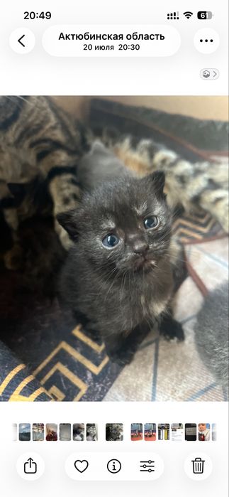 Шотландский вислоухий