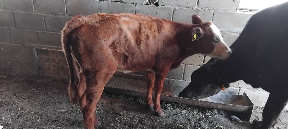 Продам теленка 4.5 месяца