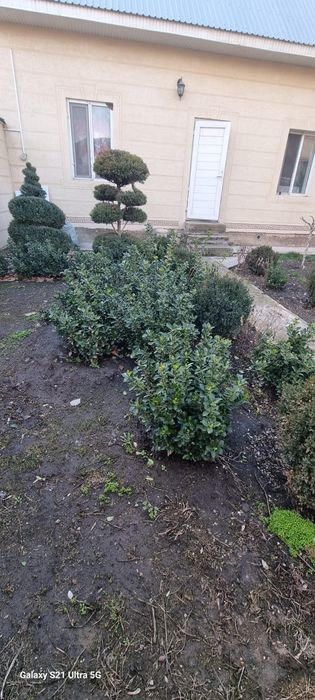 Крымская сосна, можжевельник бонсай