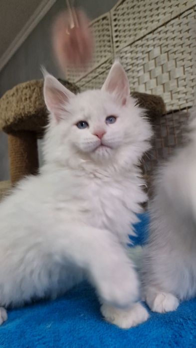 Мейн-куны котята.