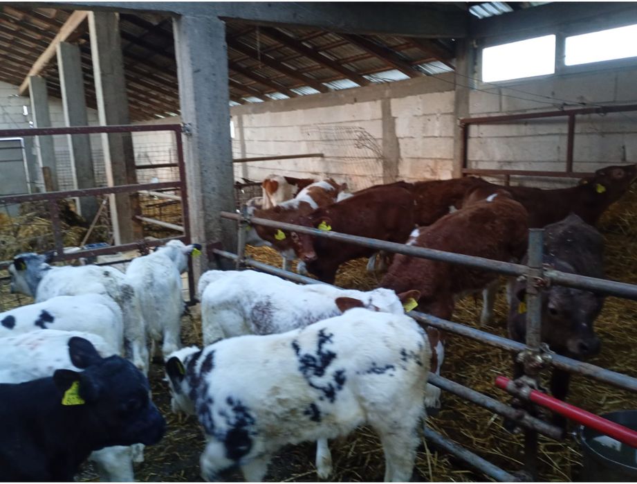 Vand 30 vitei Belgieni si Baltati