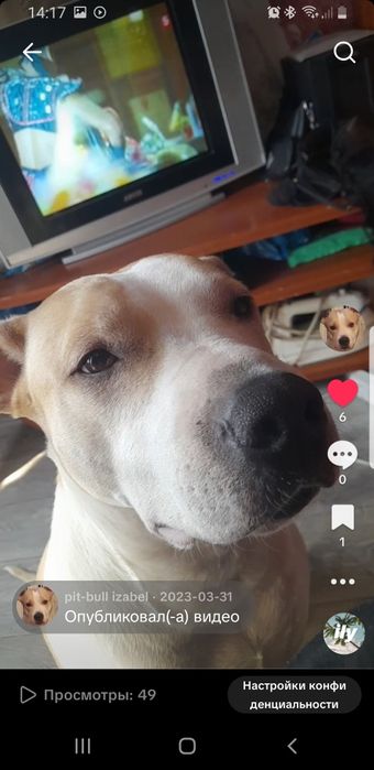 Продажа щенков пит-булей