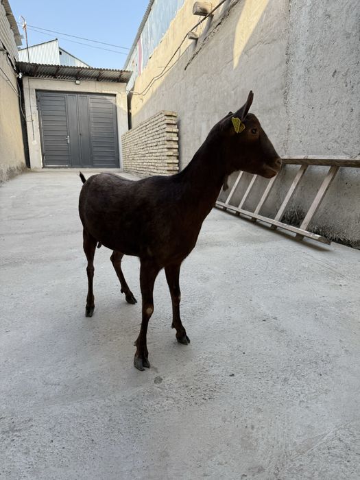 Мурсиана-Гранадина сотилади сут йуналиш