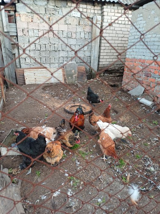 Продам яйцо инкубационное