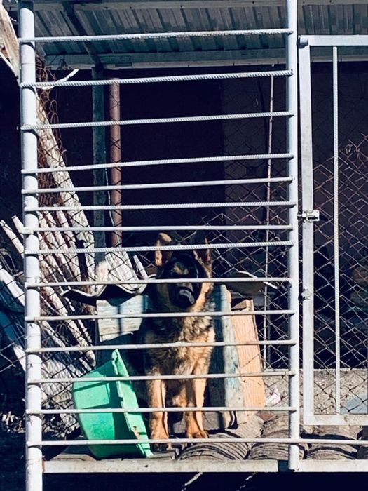 Немецкая овчарка