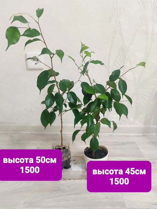 Продам фикус бенджамина