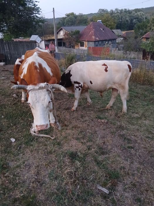 Vnd vitel de 8 luni