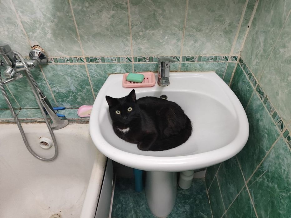 Котик в добрые руки