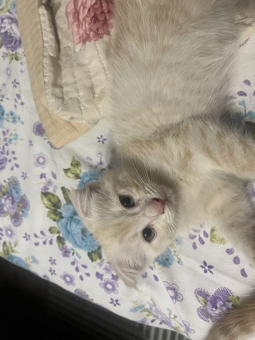 Котенок девочка