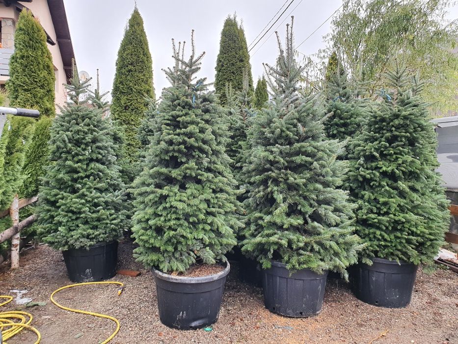 Brazi argintii, verzi normandieni,  extra calitate,  picea , molid