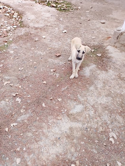 Щенки отдам даром