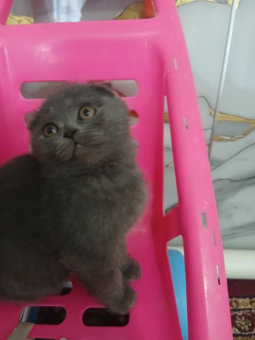 Mushuk bolachalari sotiladi