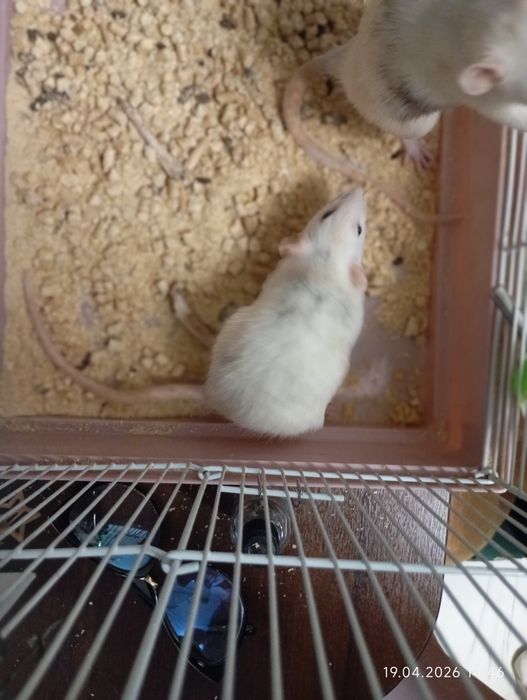 Крысы домашние деворативные