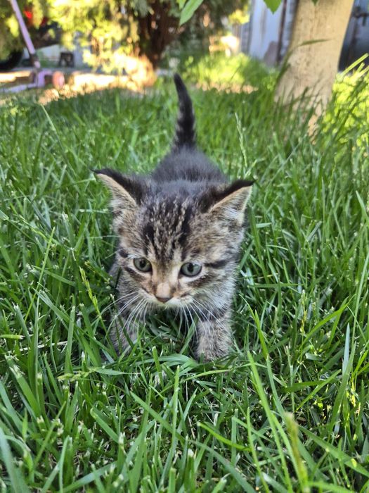Котёнок, мальчик