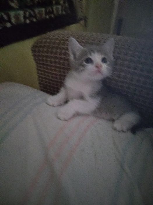 Милашка котёнок.