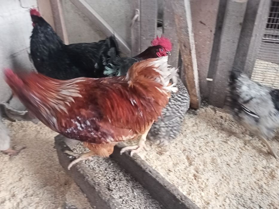 Продам молодых петухов.