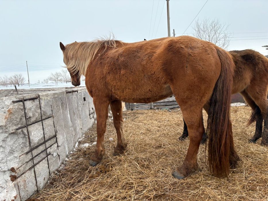 Продам 4 кобыла, 4 бие сатылады, торг бар