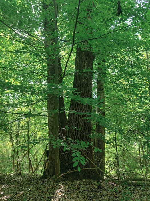 Vand padure 15.70 ha judetul Arges