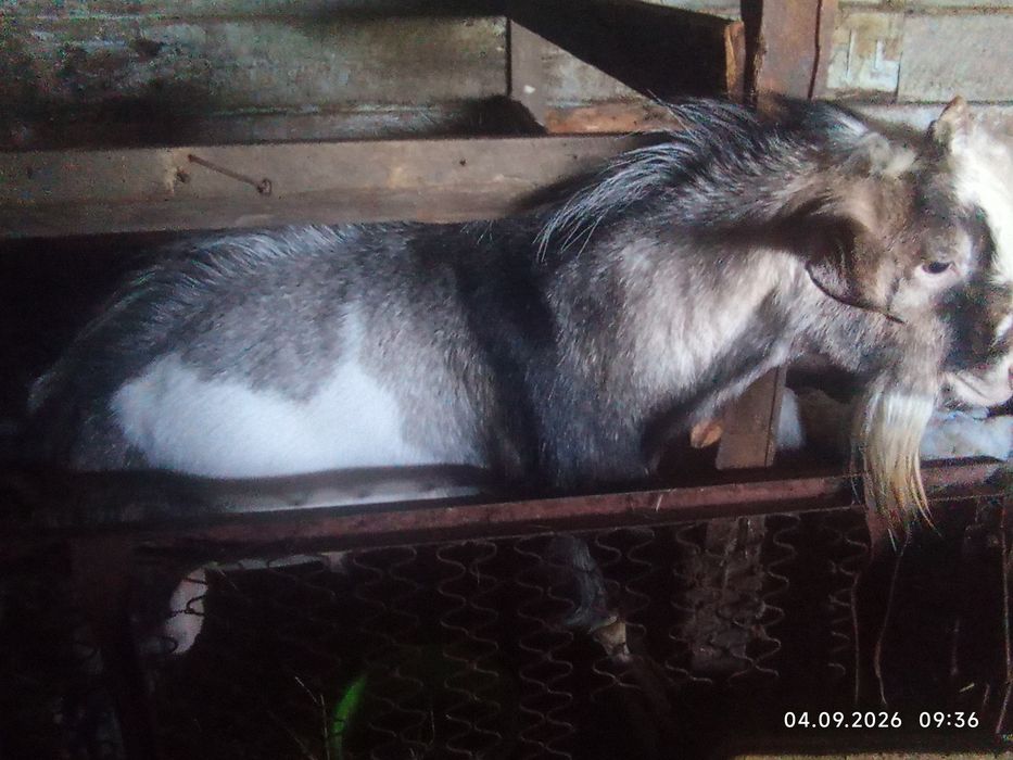 Продам,козу и козла