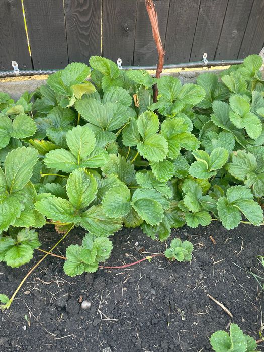 Capșuni timpurii stoloni Salvie Bulbi leurdă Conuri Hamei