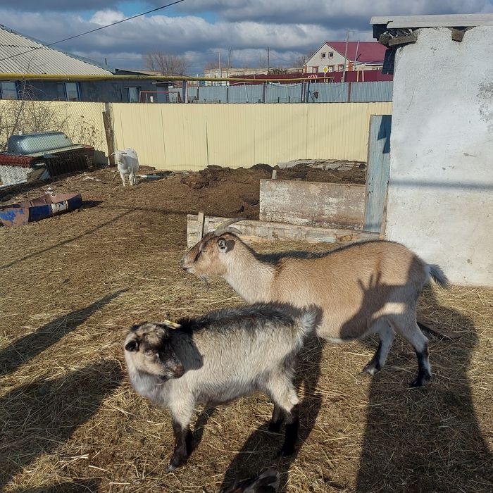 Сүтті буаз ешкі сатылады.