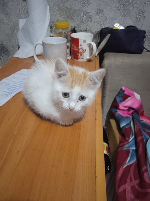 Отдам котят бесплатно
