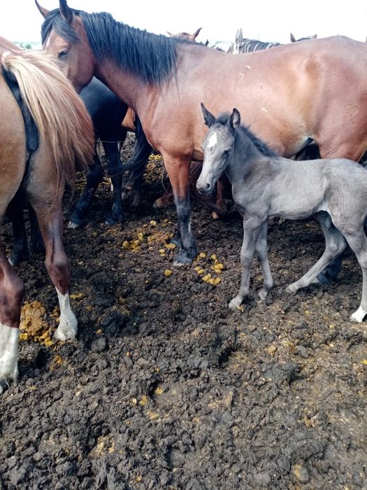 Бие. Құлынды бие