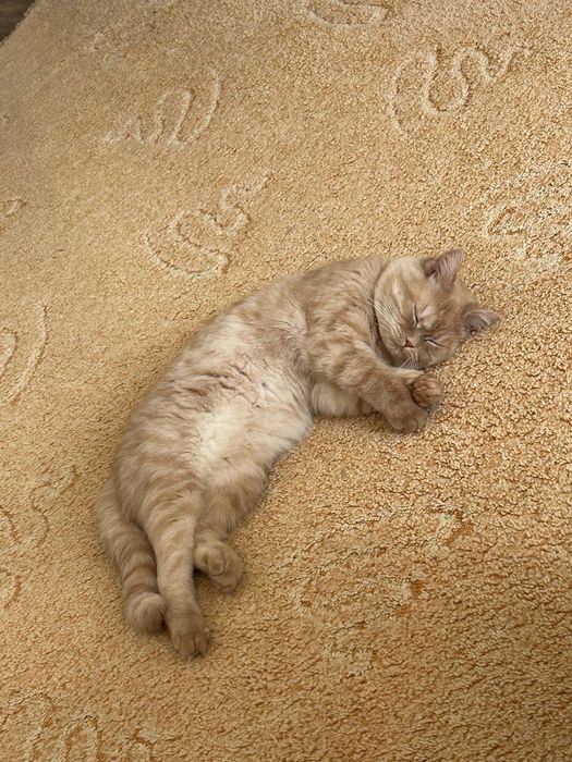 Кот в добрые руки