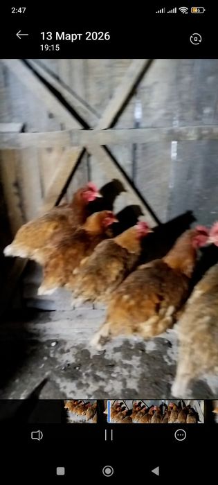 Продам или обменяю