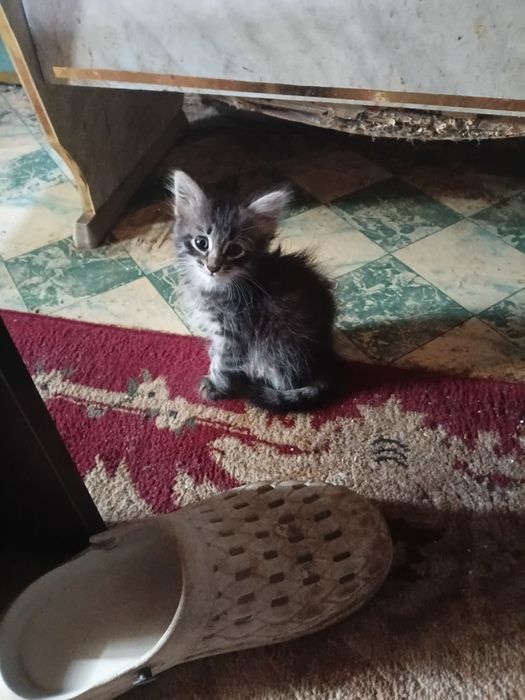 Котята бесплатно.