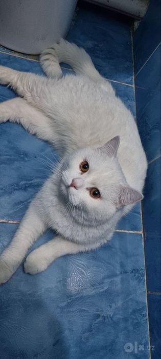 Кот для вязки породистый страйт