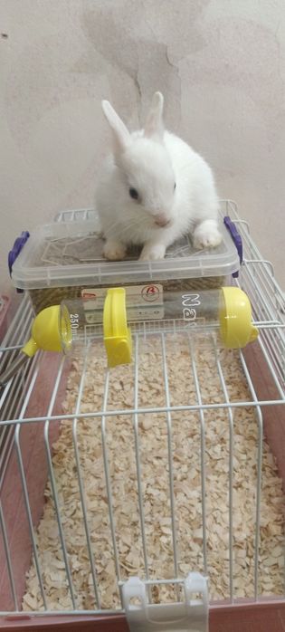 Дикаративные кролики