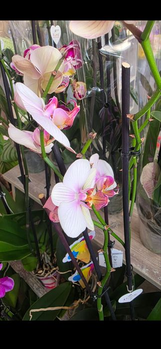 Цветя 3 Орхидеи -orchids- 13 euro