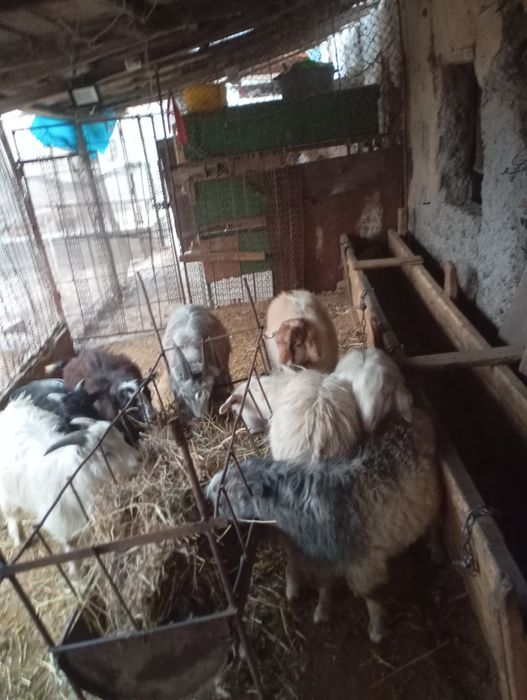 Продаю кастратов