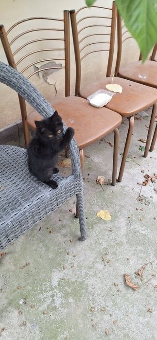 Котёнок в добрые руки девочка