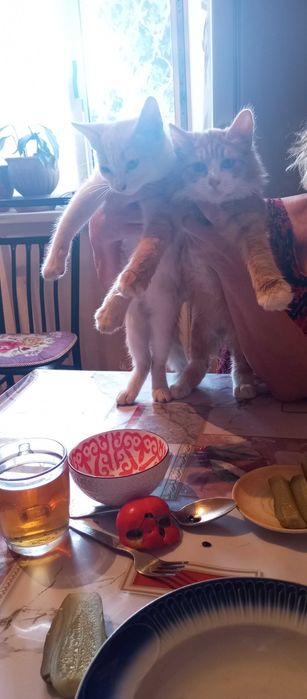 Отдам котят даром