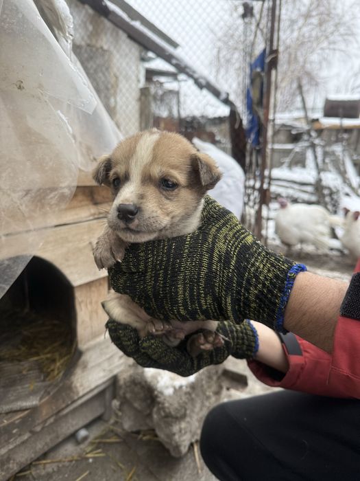 Отдалим щенков в добрые руки