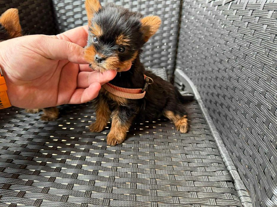 Мини Йоркширски териер Актуално от 29.12.2025