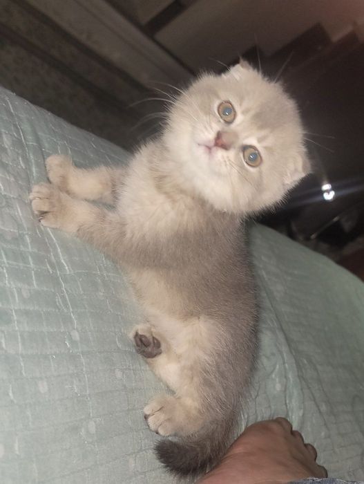 Чистокровные котята. Скоттиш, Scottish.
